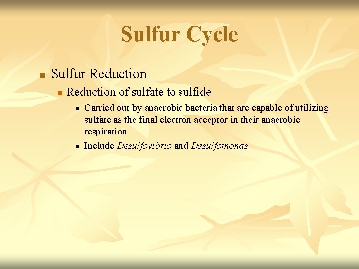 Sulfur Cycle n Sulfur Reduction n Reduction of sulfate to sulfide n n Carried