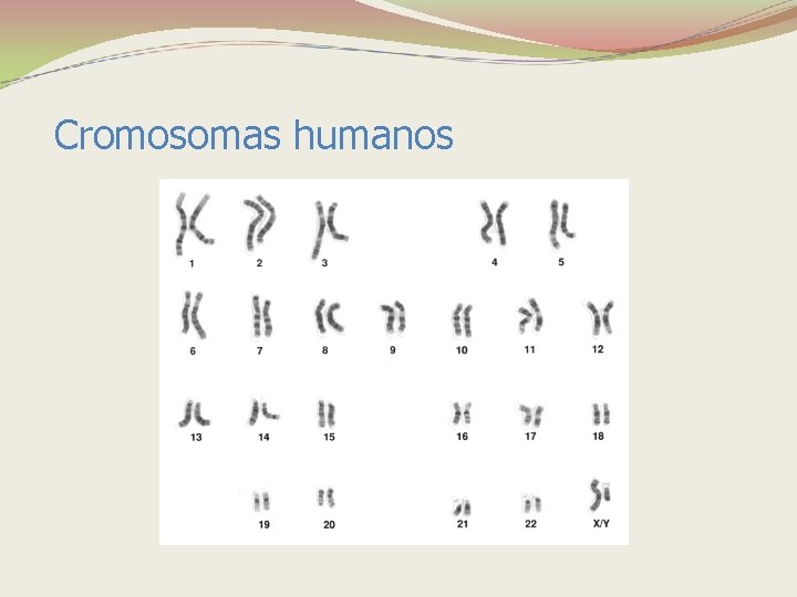 Cromosomas humanos 