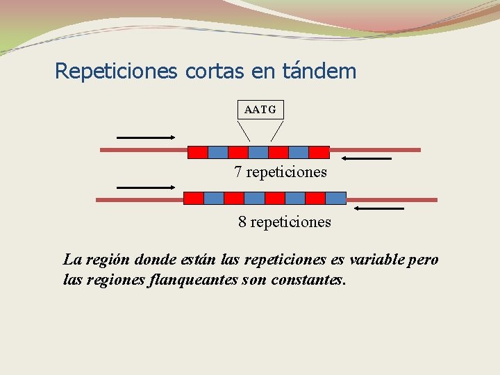 Repeticiones cortas en tándem AATG 7 repeticiones 8 repeticiones La región donde están las