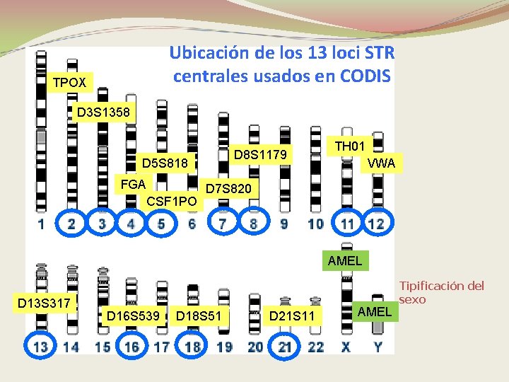 Ubicación de los 13 loci STR centrales usados en CODIS TPOX D 3 S