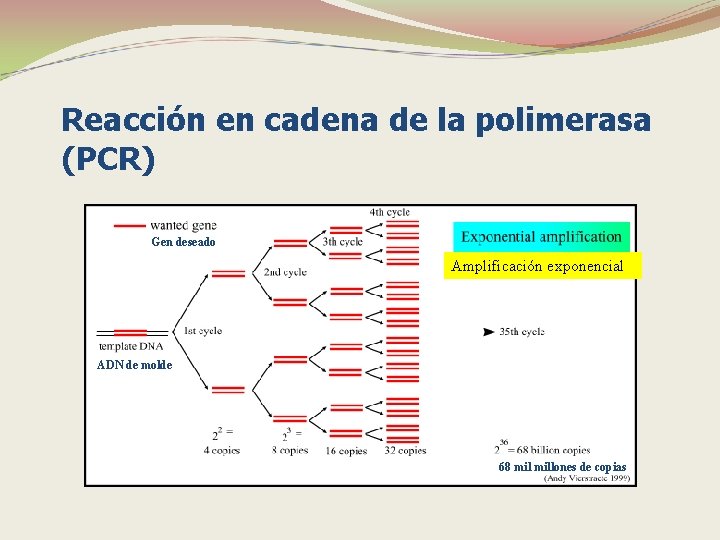 Reacción en cadena de la polimerasa (PCR) Gen deseado Amplificación exponencial ADN de molde