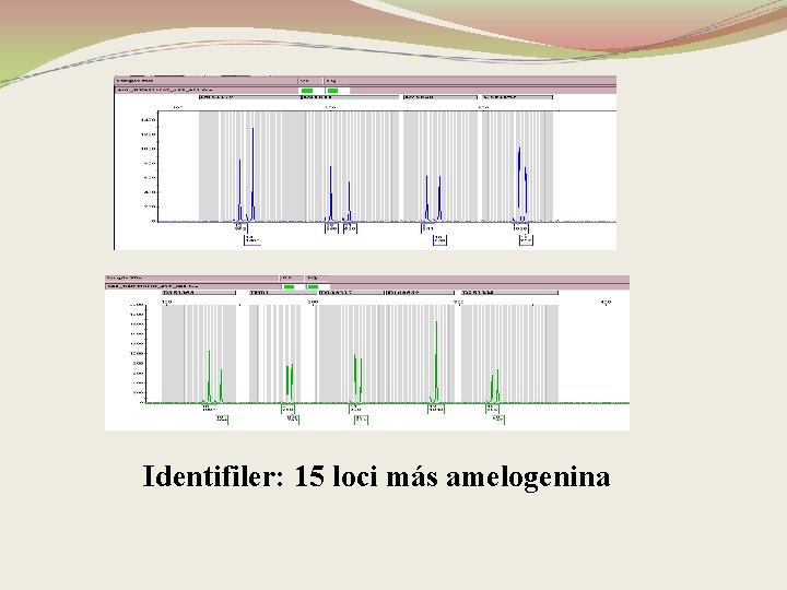 Identifiler: 15 loci más amelogenina 