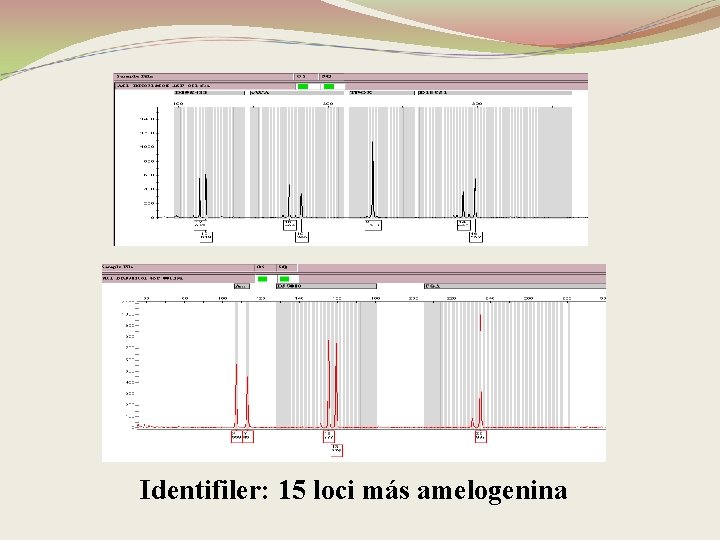 Identifiler: 15 loci más amelogenina 