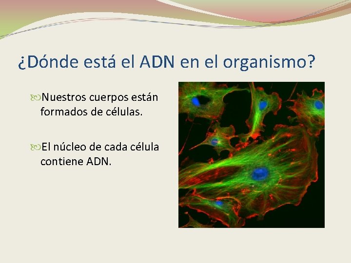 ¿Dónde está el ADN en el organismo? Nuestros cuerpos están formados de células. El