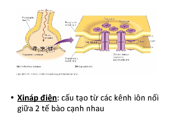  • Xináp điện: cấu tạo từ các kênh iôn nối giữa 2 tế