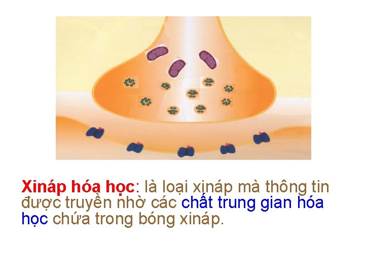 Xináp hóa học: là loại xináp mà thông tin được truyền nhờ các chất