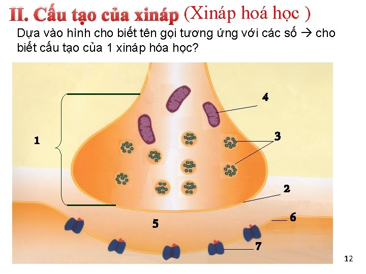 II. Cấu tạo của xináp (Xináp hoá học ) Dựa vào hình cho biết