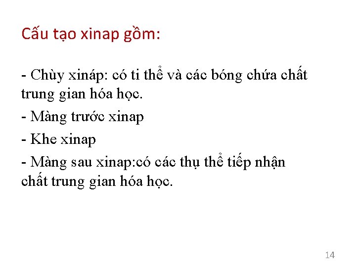 Cấu tạo xinap gồm: - Chùy xináp: có ti thể và các bóng chứa