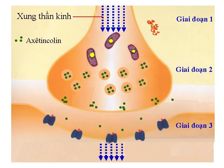 Xung thần kinh Axêtincolin Ca Ca 2+2+ 2+ Ca Ca 2+ Giai đoạn 1