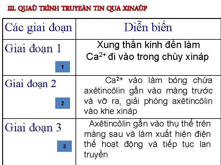 III. QUAÙ TRÌNH TRUYEÀN TIN QUA XINAÙP Các giai đoạn Diễn biến Xung thần