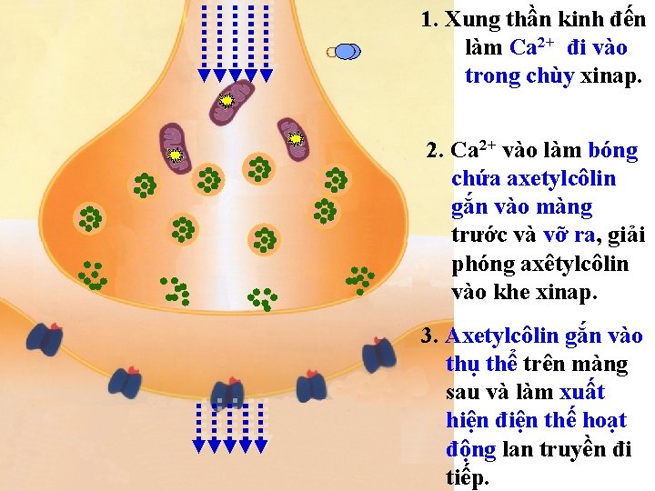 Ca 2+ 1. Xung thần kinh đến làm Ca 2+ đi vào trong chùy