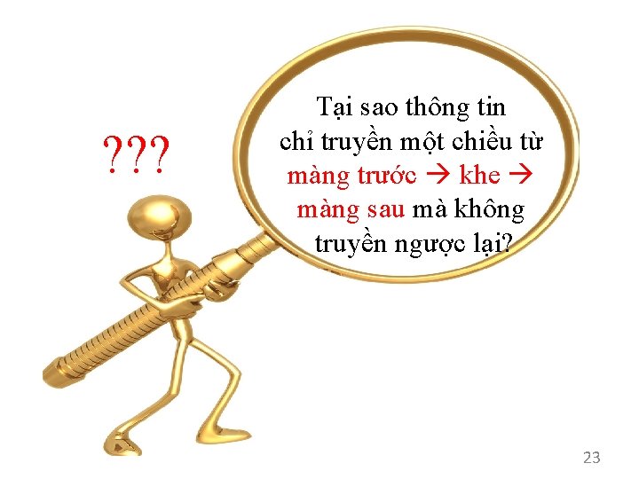 ? ? ? Tại sao thông tin chỉ truyền một chiều từ màng trước