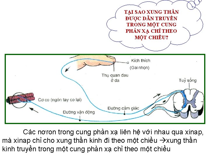 TẠI SAO XUNG THẦN ĐƯỢC DẪN TRUYỀN TRONG MỘT CUNG PHẢN XẠ CHỈ THEO