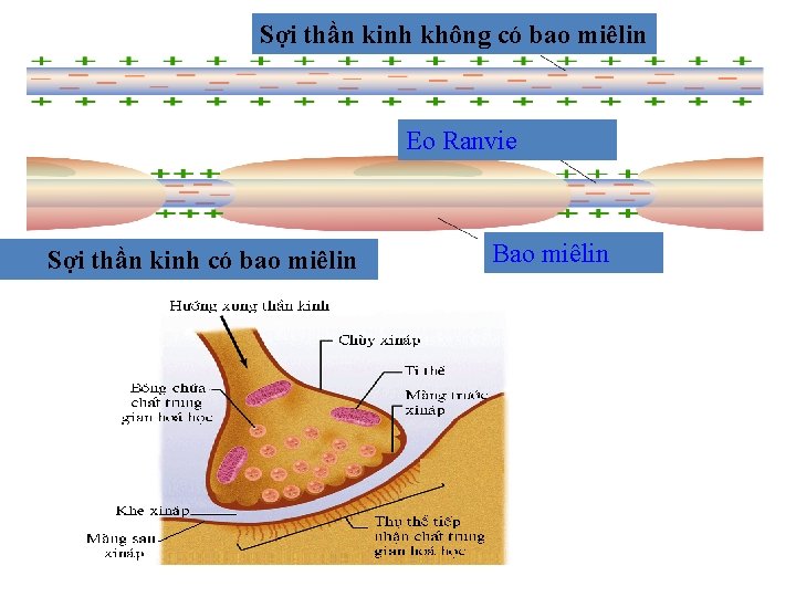 Sợi thần kinh không có bao miêlin Eo Ranvie Sợi thần kinh có bao