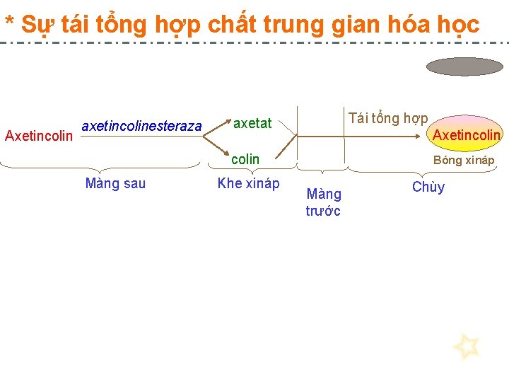 * Sự tái tổng hợp chất trung gian hóa học Axetincolin axetincolinesteraza Tái tổng