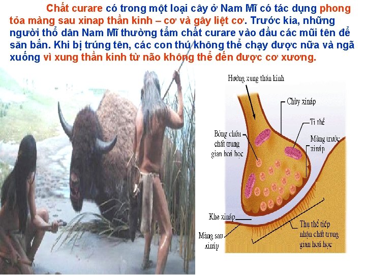 Chất curare có trong một loại cây ở Nam Mĩ có tác dụng phong