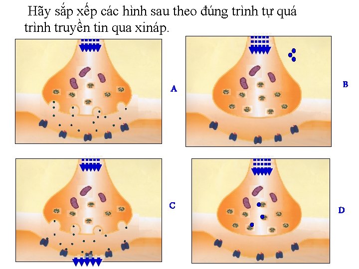 Hãy sắp xếp các hình sau theo đúng trình tự quá trình truyền tin