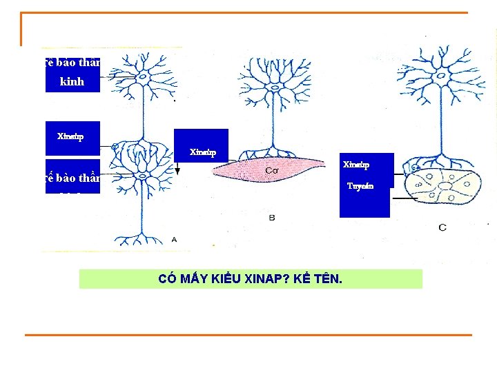 Tế bào thần kinh Xinaùp Tuyeán kinh CÓ MẤY KIỂU XINAP? KỂ TÊN. 
