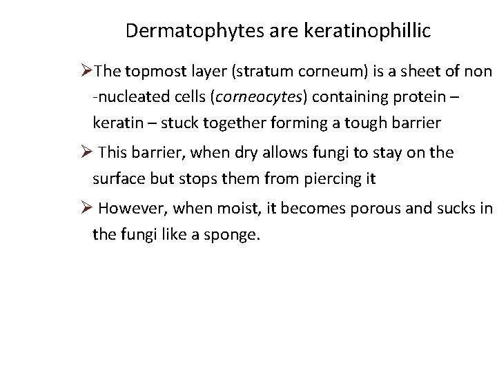 Dermatophytes are keratinophillic ØThe topmost layer (stratum corneum) is a sheet of non -nucleated