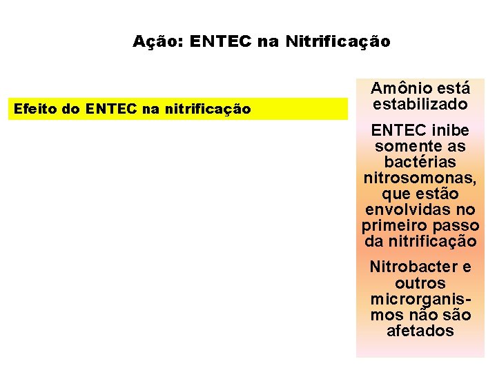 Ação: ENTEC na Nitrificação Efeito do ENTEC na nitrificação Amônio está estabilizado ENTEC inibe