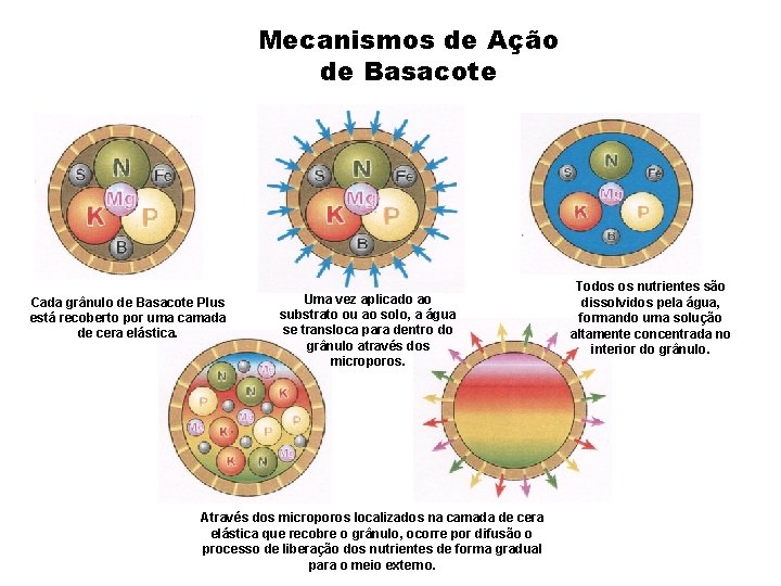 Mecanismos de Ação de Basacote Cada grânulo de Basacote Plus está recoberto por uma