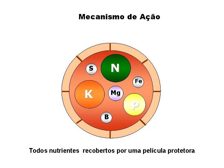 Mecanismo de Ação N S Fe K Mg P B Todos nutrientes recobertos por