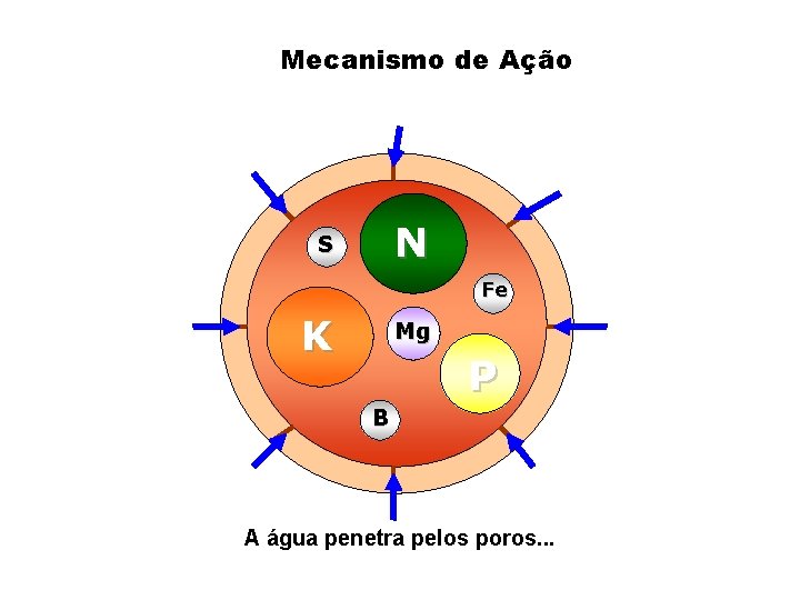 Mecanismo de Ação N S Fe K Mg P B A água penetra pelos
