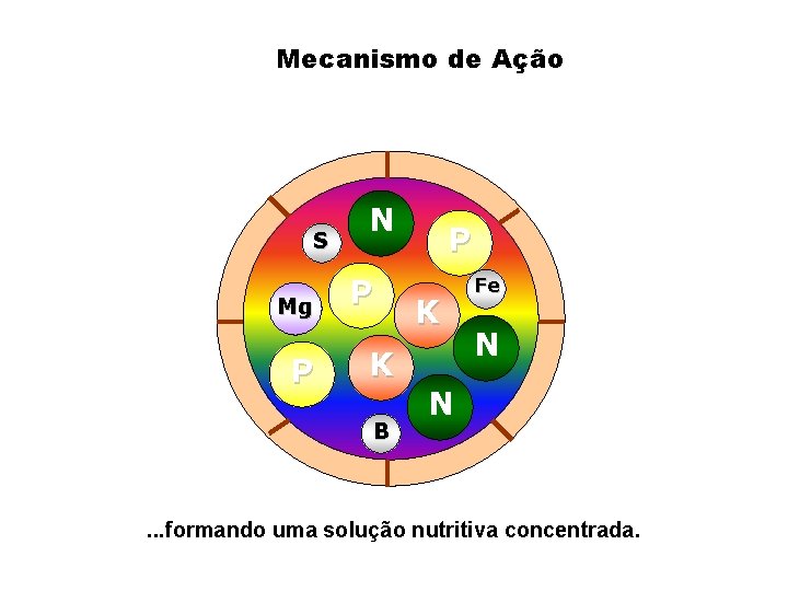 Mecanismo de Ação S Mg P N P P K K B Fe N