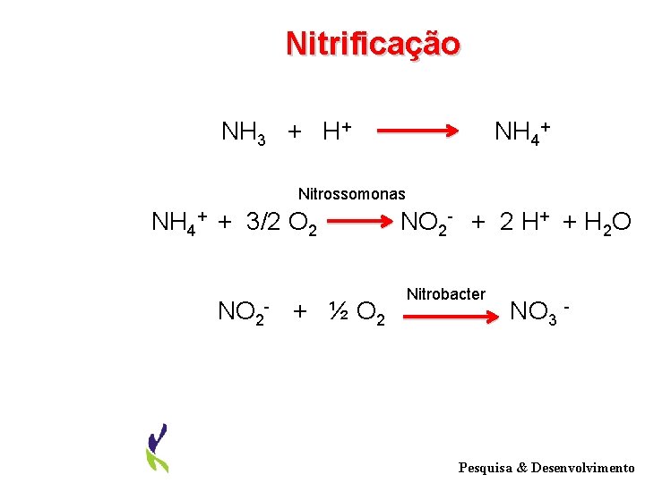 Nitrificação NH 3 + H+ NH 4+ Nitrossomonas NH 4+ + 3/2 O 2