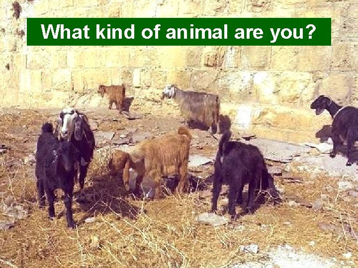 What kind of animal are you? 