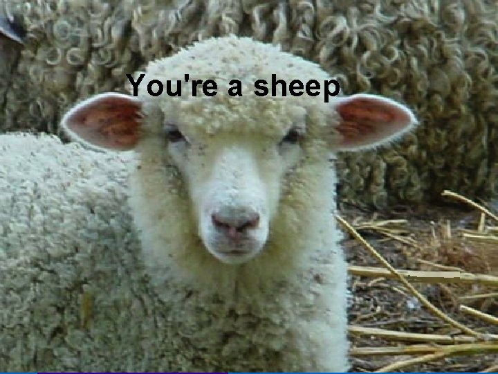 You're a sheep 