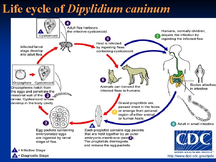 Life cycle of Dipylidium caninum 