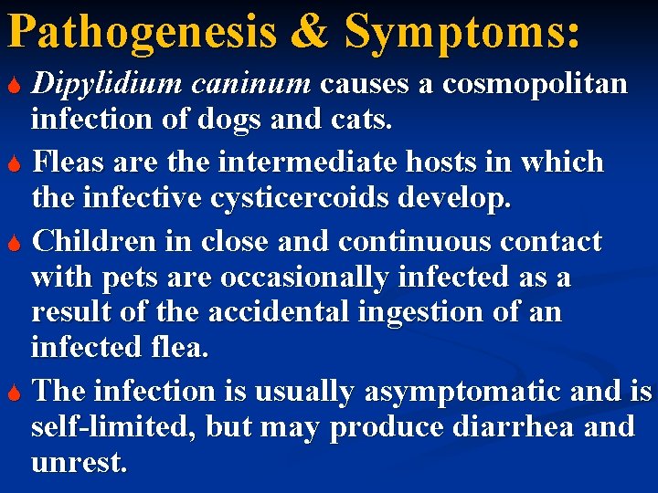 Pathogenesis & Symptoms: Dipylidium caninum causes a cosmopolitan infection of dogs and cats. S