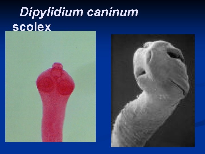 Dipylidium caninum scolex 