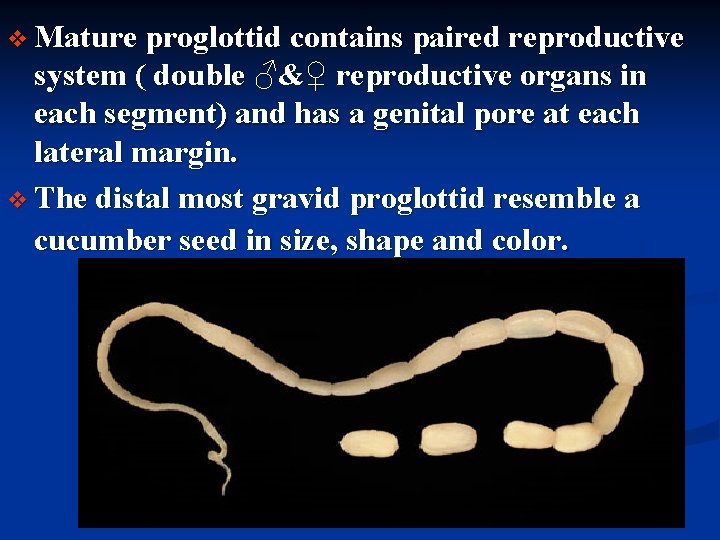 v Mature proglottid contains paired reproductive system ( double ♂&♀ reproductive organs in each