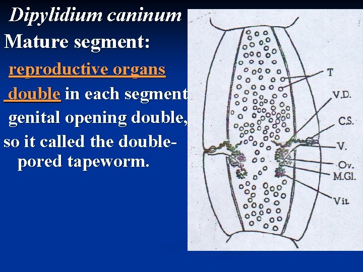 Dipylidium caninum Mature segment: reproductive organs double in each segment genital opening double, so