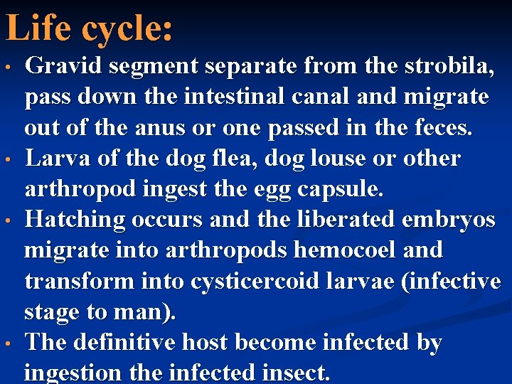 Life cycle: • • Gravid segment separate from the strobila, pass down the intestinal