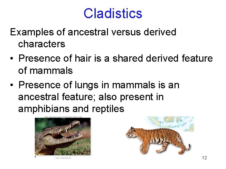 Cladistics Examples of ancestral versus derived characters • Presence of hair is a shared