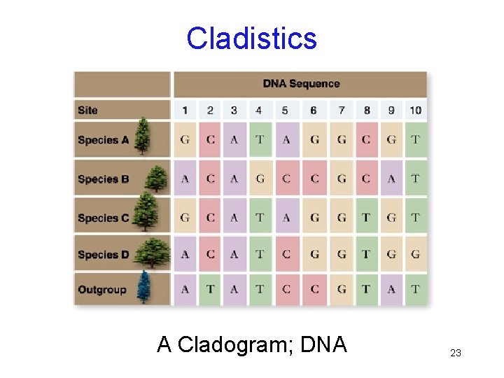 Cladistics A Cladogram; DNA 23 