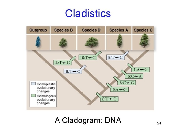 Cladistics A Cladogram: DNA 24 