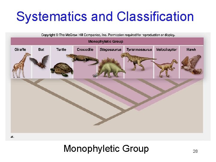 Systematics and Classification Monophyletic Group 28 