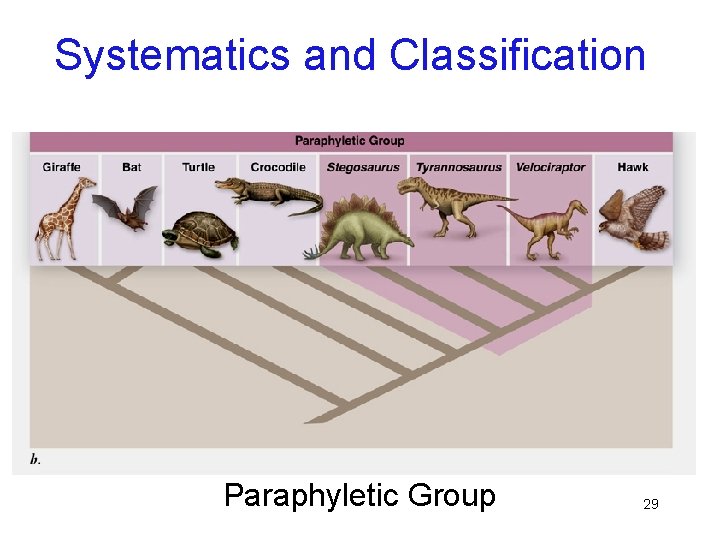 Systematics and Classification Paraphyletic Group 29 