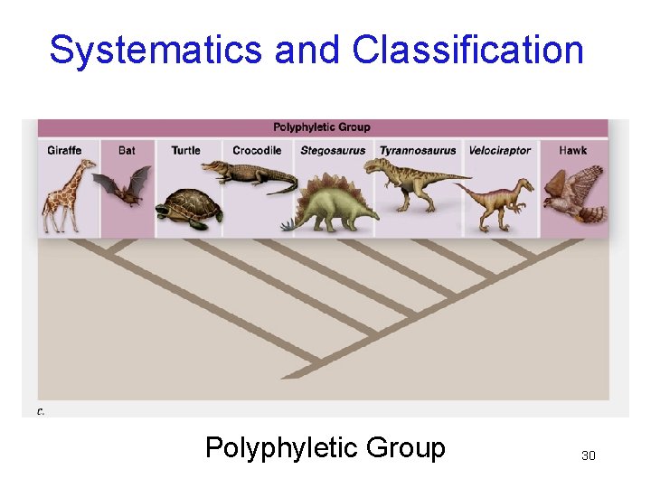 Systematics and Classification Polyphyletic Group 30 