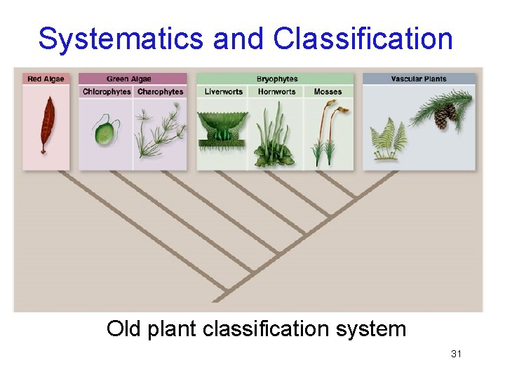 Systematics and Classification Old plant classification system 31 