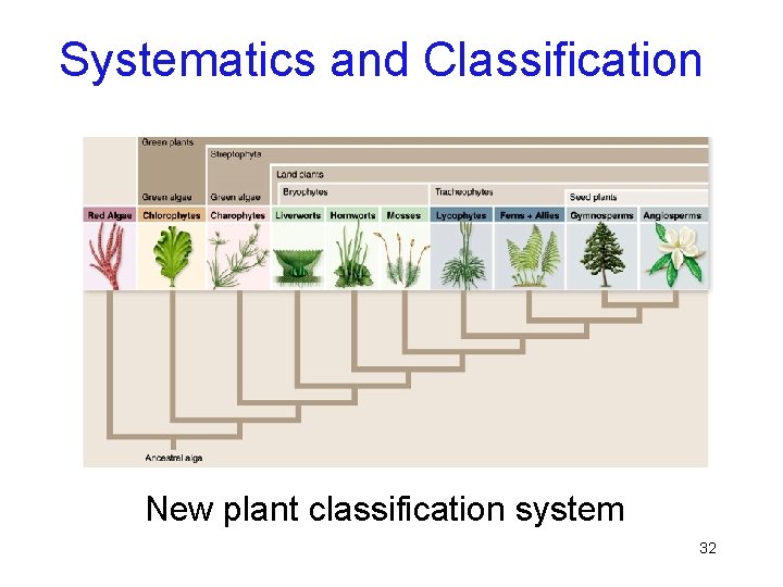 Systematics and Classification New plant classification system 32 