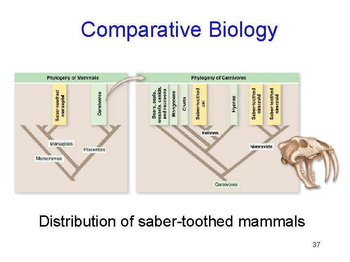 Comparative Biology Distribution of saber-toothed mammals 37 