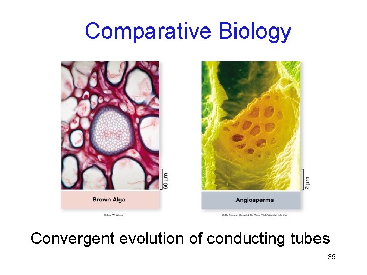 Comparative Biology Convergent evolution of conducting tubes 39 