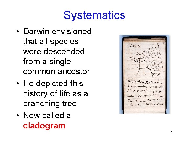 Systematics • Darwin envisioned that all species were descended from a single common ancestor