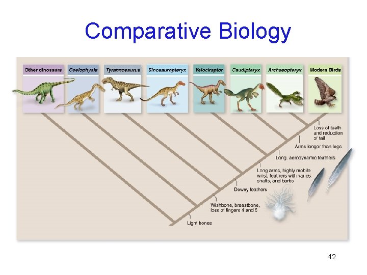 Comparative Biology 42 