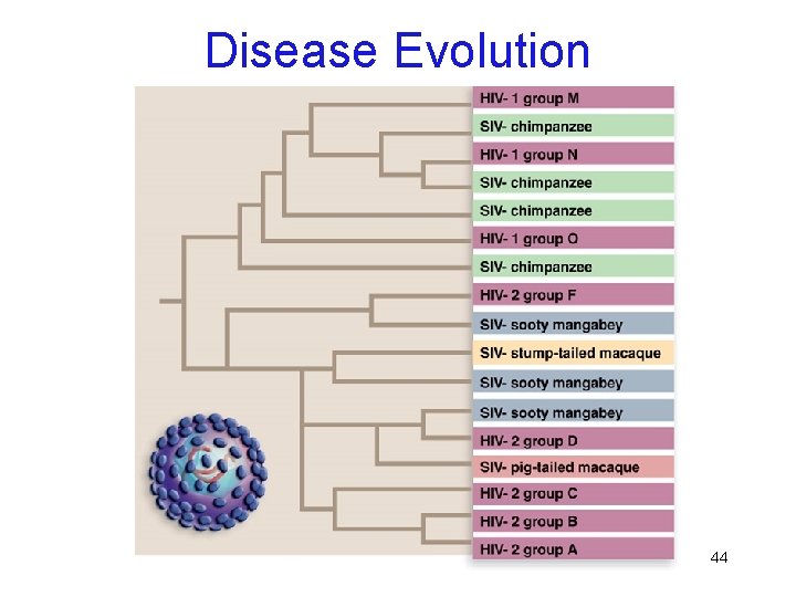 Disease Evolution 44 